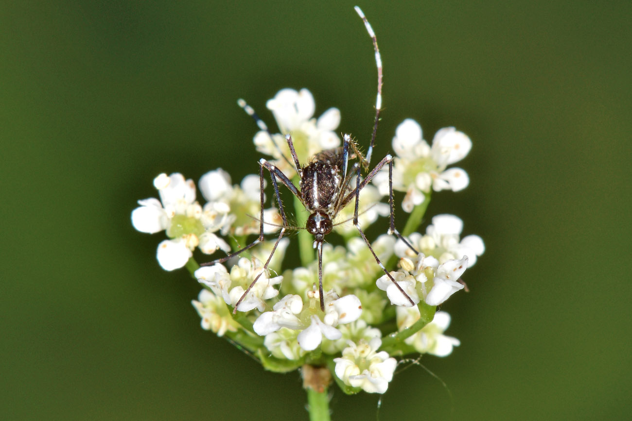 Culicidae:  Aedes albopictus vegana?